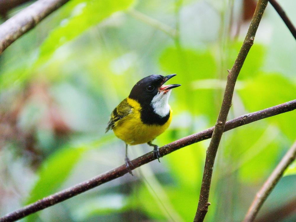 Mt Glorious Getaways Property Grounds