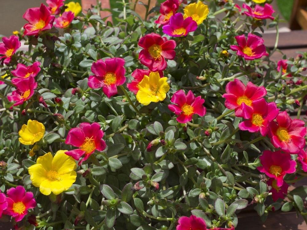 فلاور بوت كومبليكس المنطقة المحيطة بالمنشأة