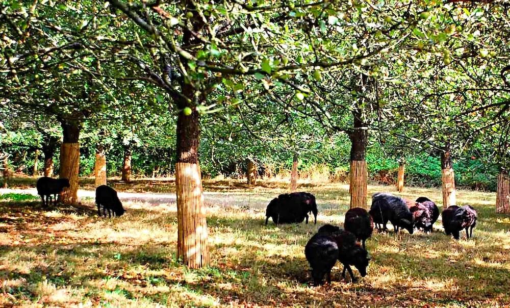 ذا ستوري تيلر أبارتمنت-شاتو لو مور المنطقة الخارجية