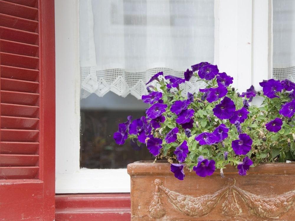 فلاور بوت كومبليكس المنطقة الخارجية