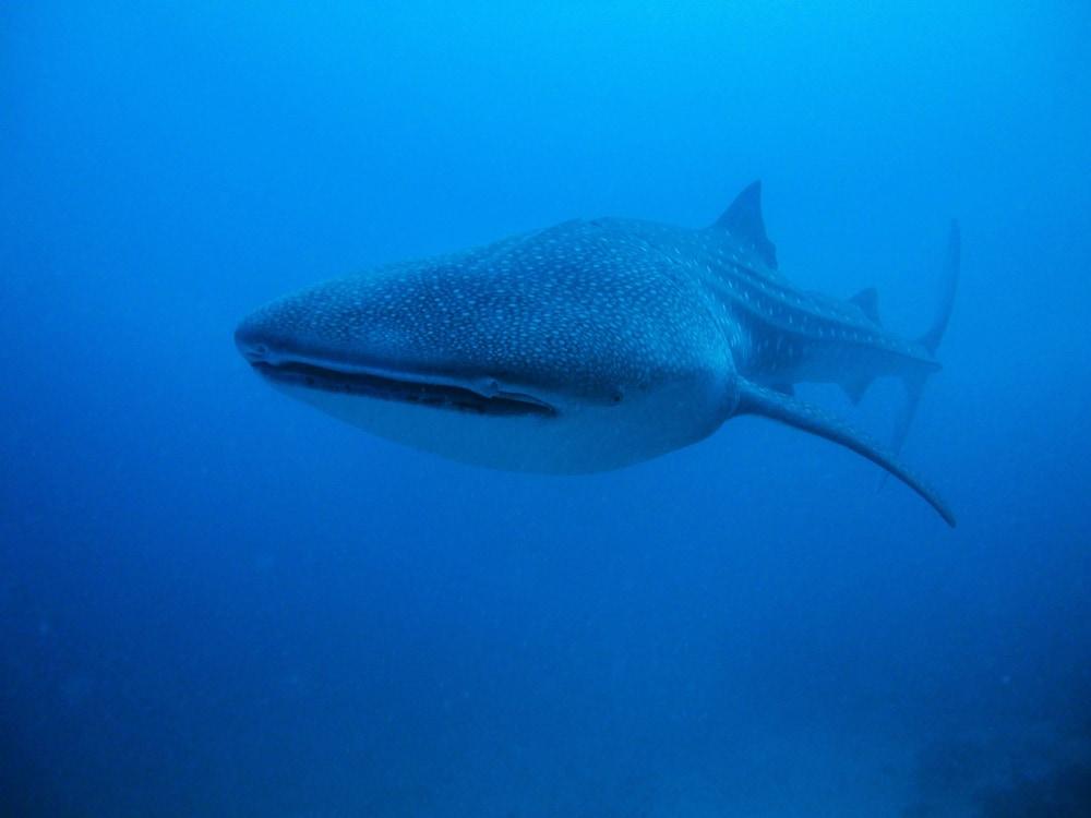 لا كابانا مالديفس