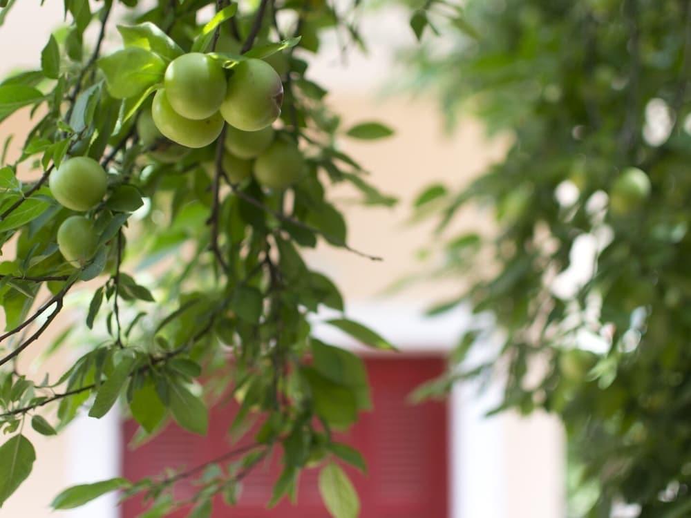 فلاور بوت كومبليكس المنطقة الخارجية