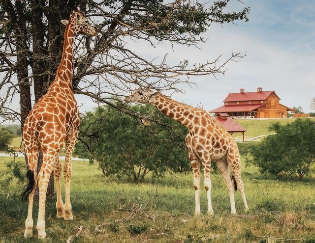 بلو هيلز رانش