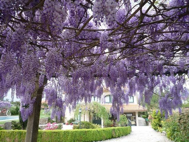 كاسا داس بياس